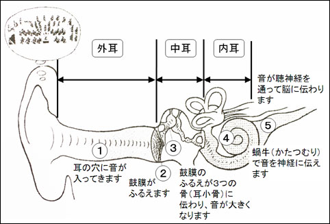 突然 すぐ 治る ない 片耳 聞こえ