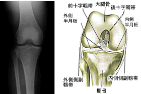 膝関節解剖図